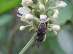 Misumenops