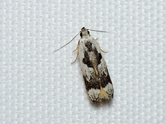 Ardozyga voluta