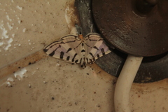 Conchylodes ovulalis