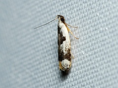 Ardozyga voluta