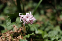 Hyacinthus orientalis