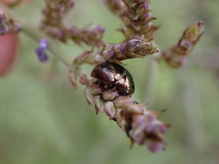 Chrysolina gemina