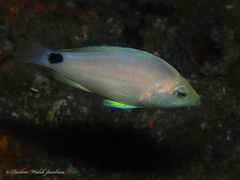 Hypoplectrus unicolor