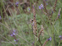 Eucera gracilipes