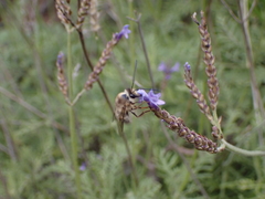 Eucera gracilipes