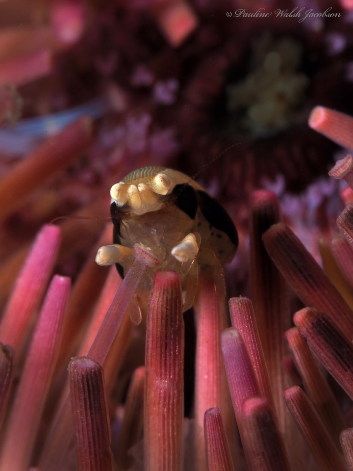 squat urchin shrimp