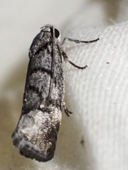 Lichenaula onychodes