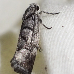 Lichenaula onychodes