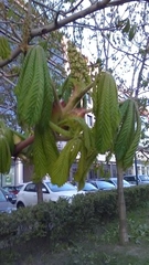 Aesculus hippocastanum