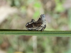 Notocera bituberculata