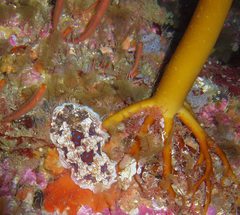 Dendrodoris krusensternii