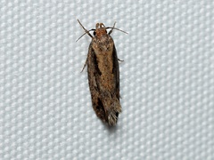 Eulechria xeropterella