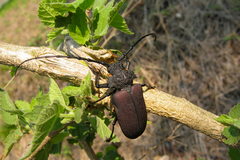 Pixodarus nyassae