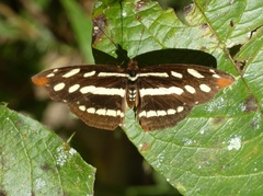 Catonephele mexicana