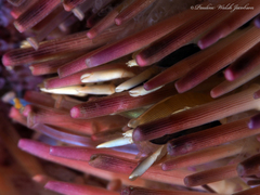 Gnathophylloides mineri