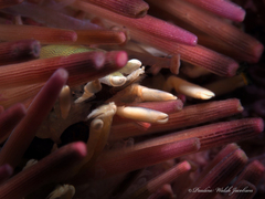 Gnathophylloides mineri