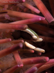 Gnathophylloides mineri