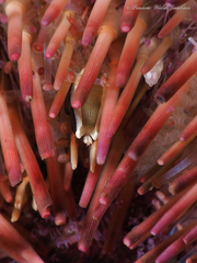 Gnathophylloides mineri