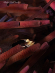 Gnathophylloides mineri