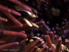 Gnathophylloides mineri