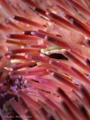 Gnathophylloides mineri