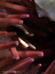 Gnathophylloides mineri