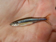 Notropis texanus
