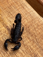 Bothriurus bonariensis