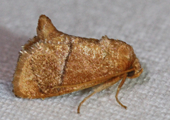 Apoda latomia