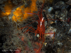 Lysmata rafa