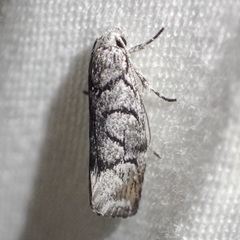 Lichenaula onychodes