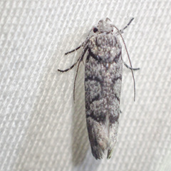 Lichenaula onychodes