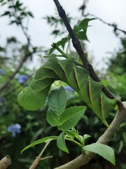 Manduca rustica