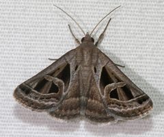 Callistege intercalaris