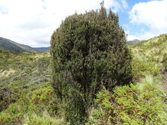Miconia salicifolia