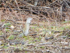 Poliocitellus franklinii