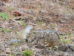 Poliocitellus franklinii