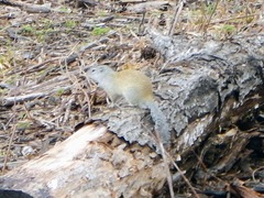 Poliocitellus franklinii