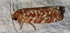 Choristoneura houstonana