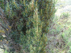 Miconia salicifolia