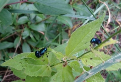 Chrysochus asclepiadeus