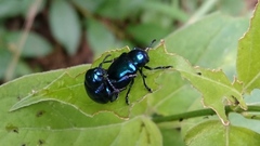 Chrysochus asclepiadeus