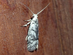 Lichenaula onychotypa