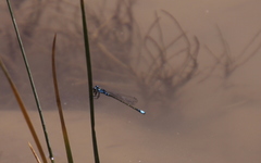 Cyanallagma interruptum