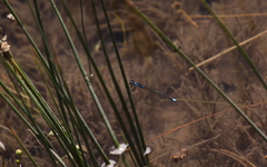 Cyanallagma interruptum