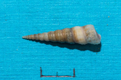 Turritellinella tricarinata