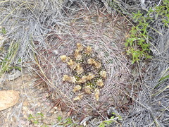 Eriosyce strausiana strausiana