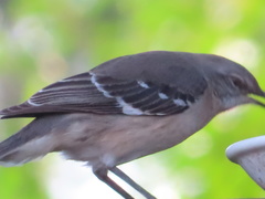 Mimus polyglottos image