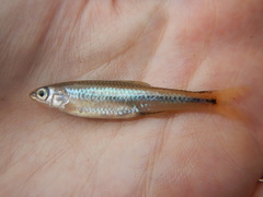 Notropis texanus