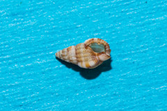 Tritia varicosa